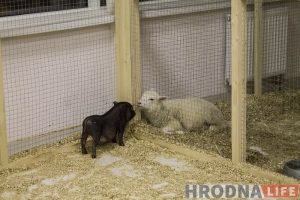 Пяцізоркавая гасцініца ці пакуты? У Гродне адчыніўся кантактны заапарк: разбіраем за і супраць Пяцізоркавая гасцініца ці пакуты? У Гродне адчыніўся кантактны заапарк: разбіраем за і супраць