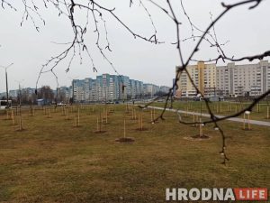 Студзень, а ў Гродне садзяць дрэвы. Зелянстрой кажа, што ўсё нармальна Студзень, а ў Гродне садзяць дрэвы. Зелянстрой кажа, што ўсё нармальна