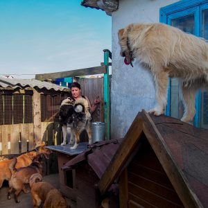 Поездка в приют для животных "Преданное сердце" Поездка в приют для животных "Преданное сердце"