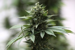 Суд над выкладчыкам з марыхуанай прадоўжыўся ў адкрытым рэжыме Суд над выкладчыкам з марыхуанай прадоўжыўся ў адкрытым рэжыме