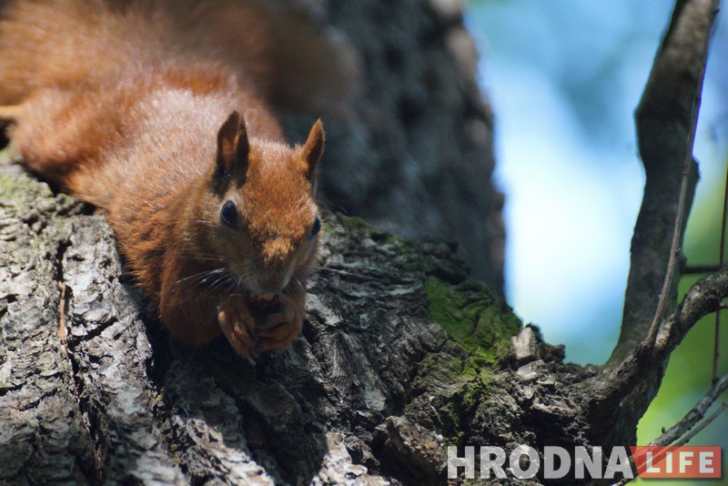 Навошта вавёркам плот, а вазочнікам – пандусы. Камунальнікі то чуюць Юлю Каляду, то не чуюць, а яна ўсё роўна піша Навошта вавёркам плот, а вазочнікам – пандусы. Камунальнікі то чуюць Юлю Каляду, то не чуюць, а яна ўсё роўна піша