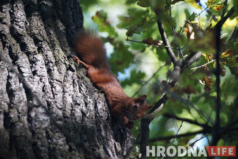 Навошта вавёркам плот, а вазочнікам – пандусы. Камунальнікі то чуюць Юлю Каляду, то не чуюць, а яна ўсё роўна піша Навошта вавёркам плот, а вазочнікам – пандусы. Камунальнікі то чуюць Юлю Каляду, то не чуюць, а яна ўсё роўна піша