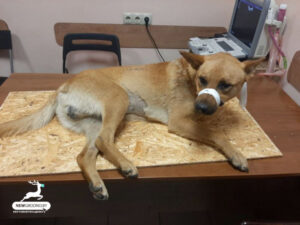 У Гродне сабаку выкінулі з акна. Што кажа міліцыя У Гродне сабаку выкінулі з акна. Што кажа міліцыя