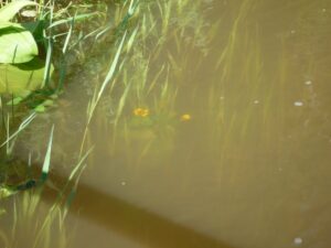 Дырэктара музея ў Ваўкавыску знайшлі ў Нёмане мёртвым. На выбарах ён адмовіўся падпісваць выніковы пратакол Дырэктара музея ў Ваўкавыску знайшлі ў Нёмане мёртвым. На выбарах ён адмовіўся падпісваць выніковы пратакол