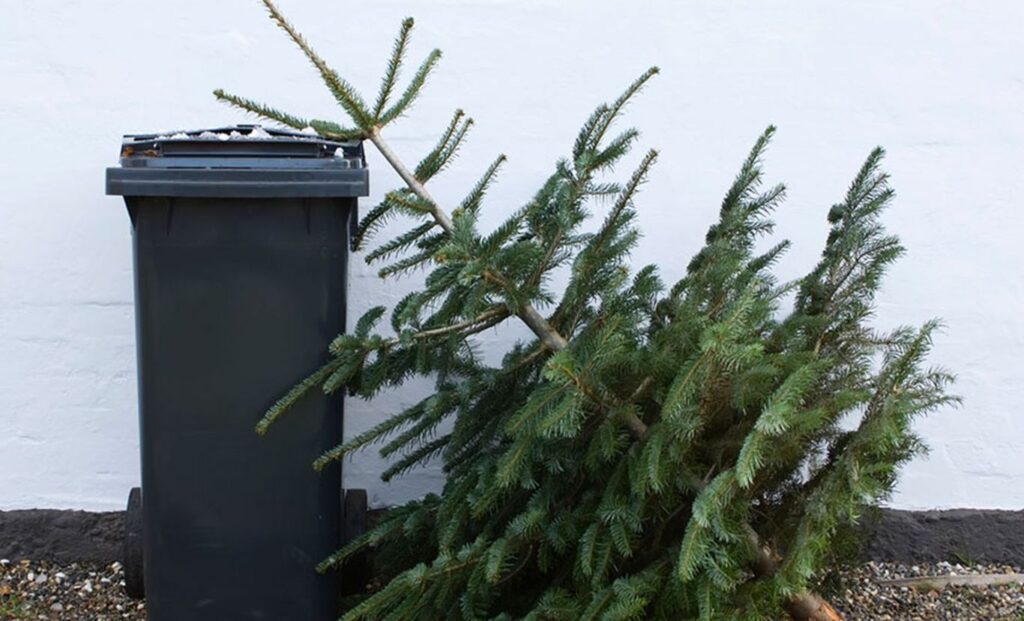 Стало известно, куда и когда можно выбрасывать новогодние елки в Гродно