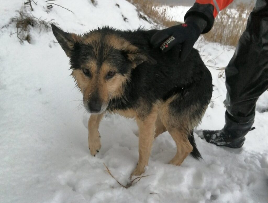 На “Юбилейном” собака гналась за зайцем и провалилась под лет: ее спасли водолазы На “Юбилейном” собака гналась за зайцем и провалилась под лет: ее спасли водолазы
