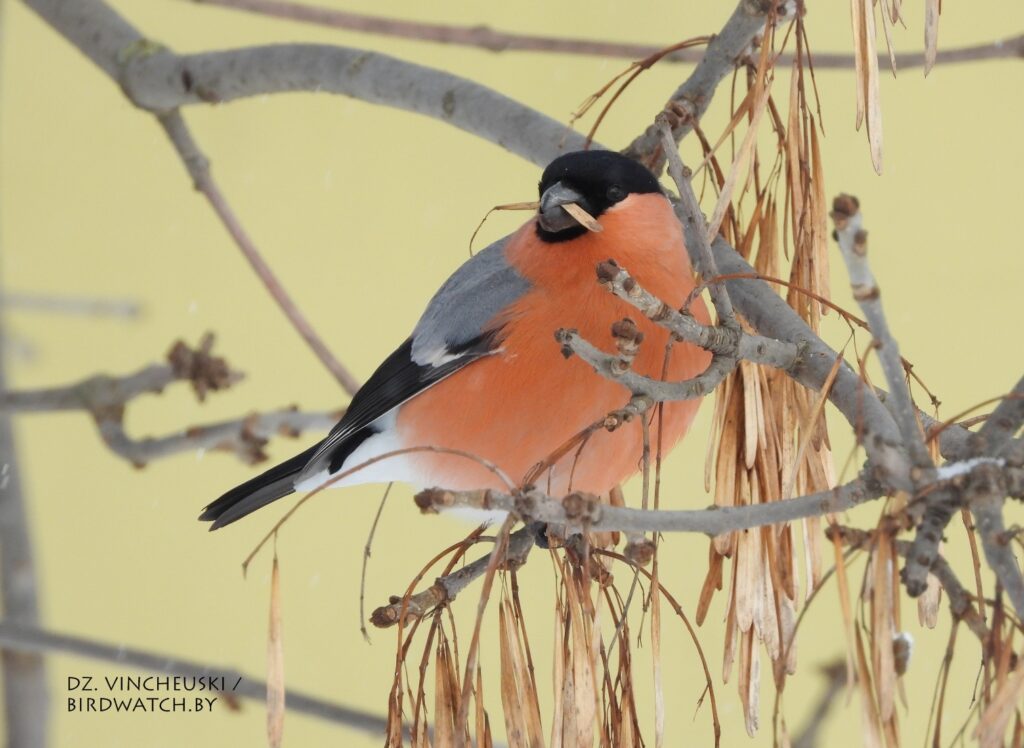 Гілі ў Гродне: дзе іх убачыць, чым пакарміць (і ці патрэбна гэта)
