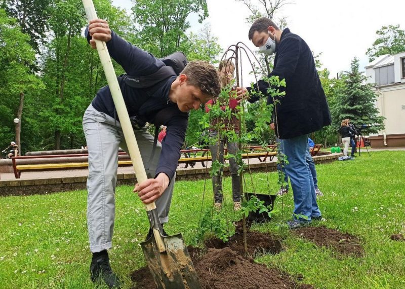 Як і навошта рабіць горад больш зялёным? Расказваем у падкасце Журналісты Hrodna.life высаджваюць дрэвы ў парку Жылібера, 5.06.2020. Фота: Ірына Новік