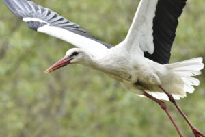 Буслы ўжо недалёка ад Беларусі. Фота: Іна Субоціна, ptushki.org