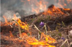 весенние палы