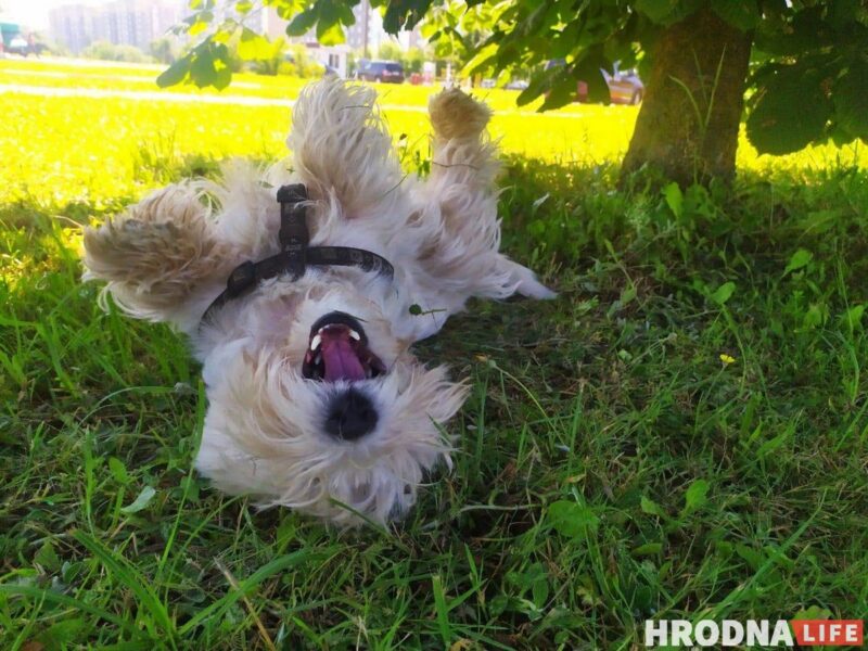 «Таблеткі ад спёкі яшчэ не прыдумалі». Ветэрынар расказаў, што зрабіць, каб ваш кот і сабака лягчэй перанеслі гарачыню «Таблеткі ад спёкі яшчэ не прыдумалі». Ветэрынар расказаў, што зрабіць, каб ваш кот і сабака лягчэй перанеслі гарачыню