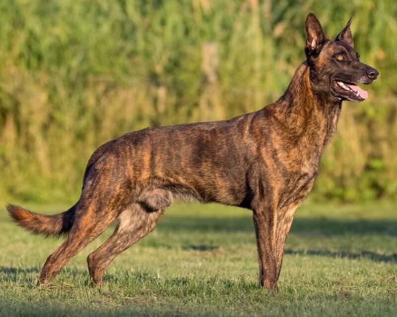 Смаргонскія памежнікі купяць службовую аўчарку. Колькі яна каштуе? Смаргонскія памежнікі купяць службовую аўчарку. Колькі яна каштуе?