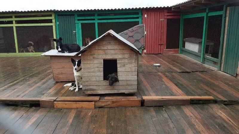 Дапамагчы "хвосцікам" і зрабіць свет лепшым. Гродзенкі правялі акцыю ў падтрымку прытулку для жывёл і сфатаграфаваліся з яго гадаванцамі
