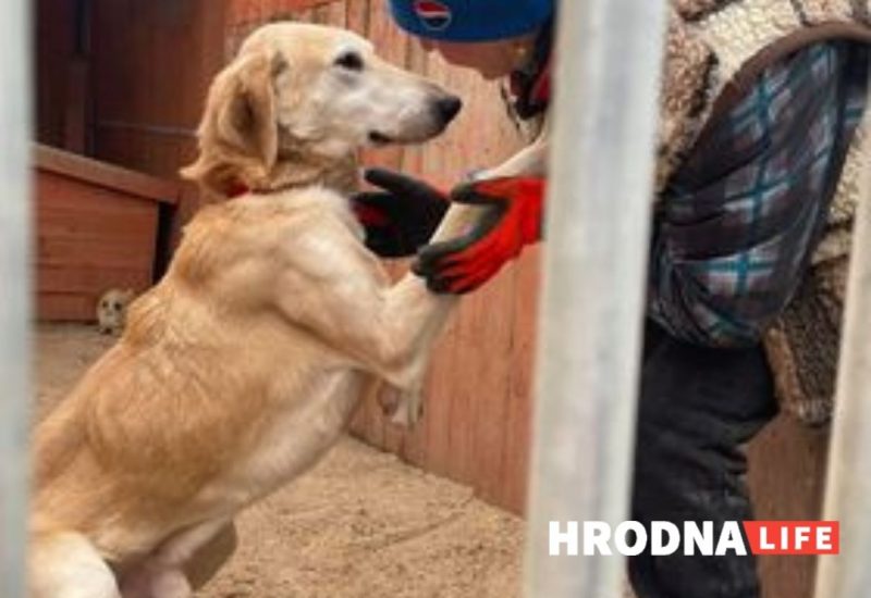 В польский приют попала собака: вероятно, из Беларуси. Поможем ему найти хозяев!