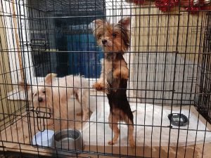 З карэліцкага гадавальніка на ператрымку аддалі 114 жывёл. Яшчэ 70 засталіся там питомник Кореличи собаки