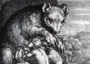 Беларускі Маўглі: як у пушчы каля Гродна знайшлі хлопчыка-мядзведзя хлопчык мядзведзь беларускі Маўглі, Малюнак з першага тома «Гісторыі Польшчы» Бернарда О'Конара