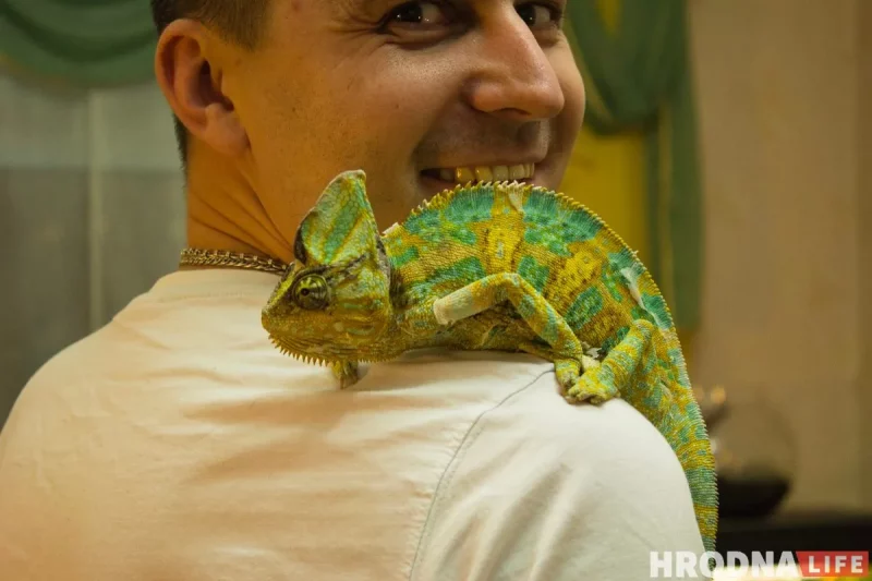 экзотические животные хамелеон дома Гродно