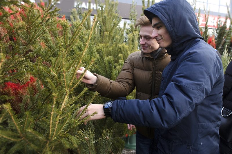 Цена на новогодние елки - от 9 до 30 рублей. Когда откроются елочные рынки в Гродно