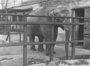 Каранік паабяцаў прывезці ў Гродна слана Каранік паабяцаў прывезці ў Гродна слана