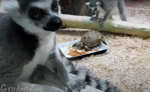 Лемураў у Гродзенскім заапарку выратавалі ад дэпрэсіі новымі суседзямі Лемуры и черепахи