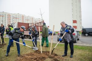 6000 дрэваў і 7000 кустарнікаў высадзяць у Гродне, каб кампенсаваць ранейшыя вырубкі Пасадкі дрэў у Гродне