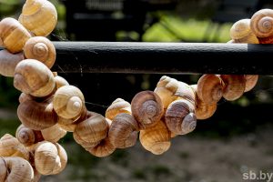 Паглядзіце, як пад Карэлічамі вырошчваюць слімакоў (прыгожыя фота) слімакі