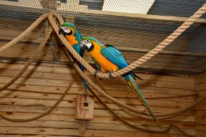 Папугайня ў Гродне