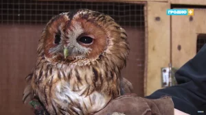 У Гродзенскім заапарку ратуюць птушак. Як яны туды трапляюць? Выратаваныя птушкі ў заапарку