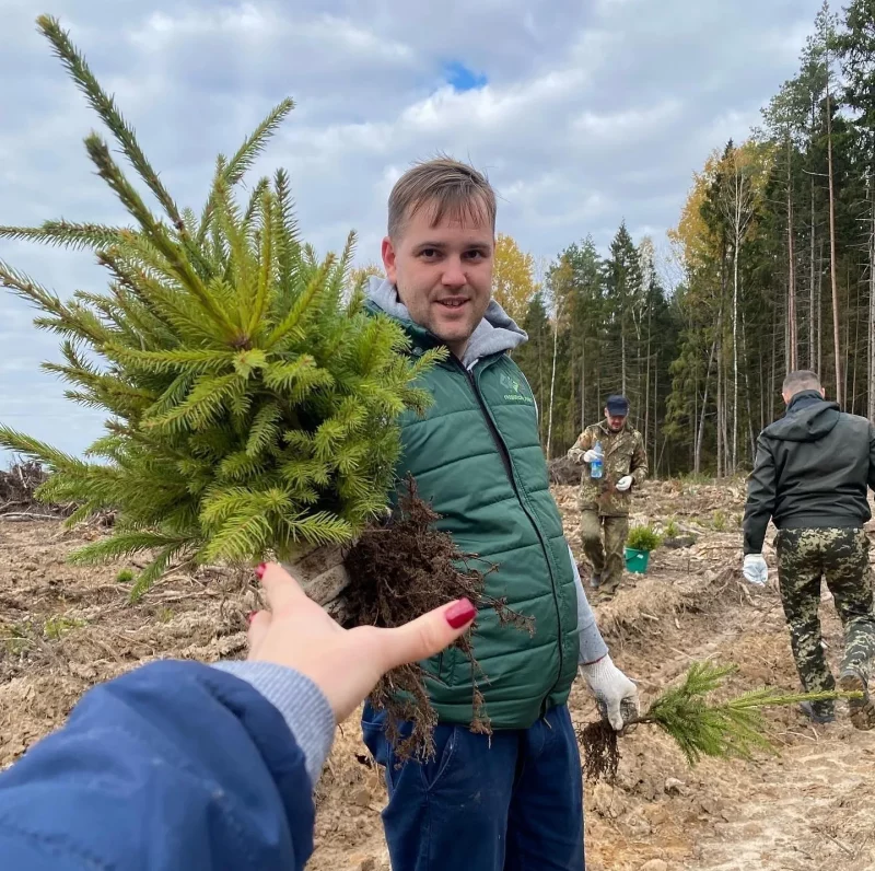 Как заработать на посадке леса