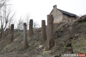 Таполі на Леванабярэжнай у Гродне пасля "санітарнай" абрэзкі