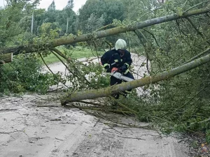 Падалі на дарогі, машыны і дамы: шквалісты вецер паламаў дзясяткі дрэў у Гродзенскай вобласці Паваленае дрэва ў Гродзенскім раёне. Фота: МНС