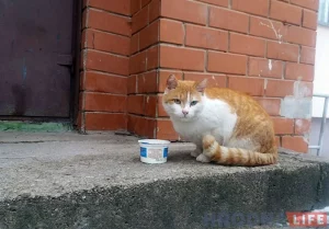 У Лідзе плануюць стварыць «горад катоў» па расійскім узоры. Паглядзелі, ці сапраўды там усё так добра Вулічны кот у Гродне. Ці зможа Ліда стаць горадам катоў. Фота з архіву Hrodna.life