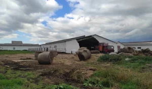 У Навагрудскім раёне мужчыну засыпала сцяной кароўніка - ён загінуў сцяна абрынулася на мужчыну