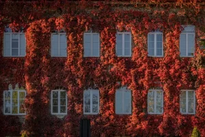 Галоўны корпус ГрДУ у кастрычніку