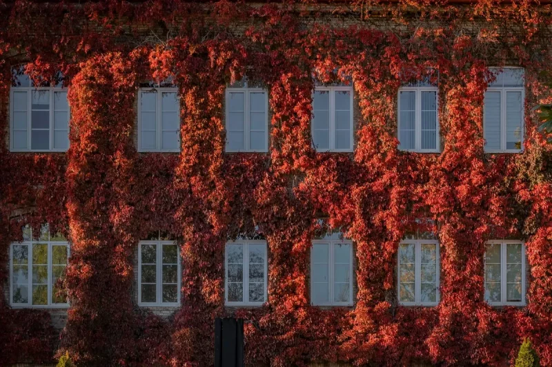 Галоўны корпус ГрДУ у кастрычніку