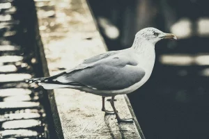 Улады ацэняць колькасць чаек у Гродне і скажуць, ці трэба непакоіцца Чайкі турбуюць гродзенцаў. Фота ілюстрацыйнае: Unsplash