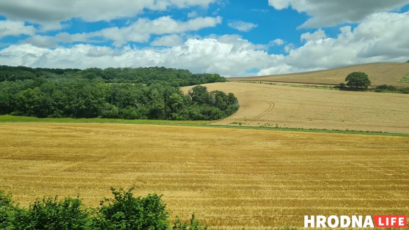 Збажына на полі, пачатак восені. Час збору ўраджаю