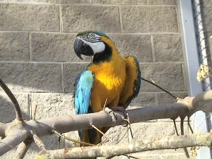 На малпу - 600 рублёў, а на зубра - 8000. Як стаць апекуном жывёл у Гродзенскім заапарку