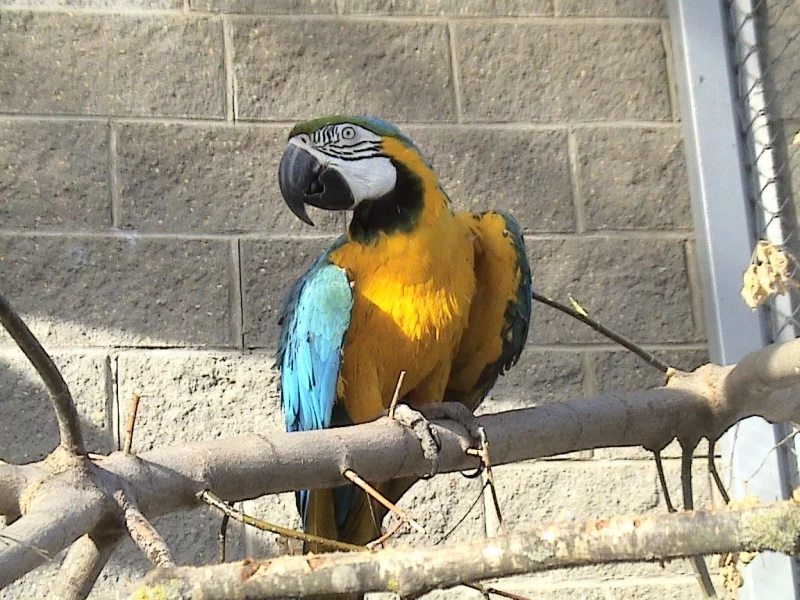 На малпу - 600 рублёў, а на зубра - 8000. Як стаць апекуном жывёл у Гродзенскім заапарку На малпу - 600 рублёў, а на зубра - 8000. Як стаць апекуном жывёл у Гродзенскім заапарку