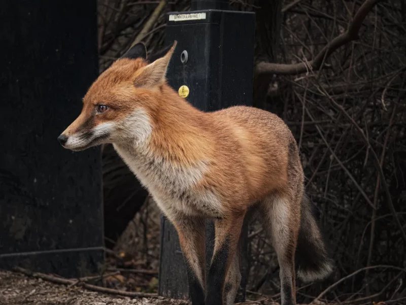 Ліса ў Гродне