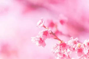 “Самый нежный весенний праздник”. Як жанчын Гродна віншуюць з 8 сакавіка і што з гэтымі віншаваннямі не так? Ружовыя пялёсткі вясновых кветак. Фота: Steven Su, unsplash.com