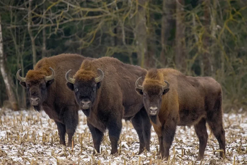 Bison in the Polish part of Belovezhskaya Pushcha. Photo: Krzysztof, Pixabay