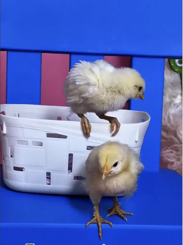 У цэнтры Гродна адкрылася фотастудыя — кліентаў прывабліваюць жывымі куранятамі У цэнтры Гродна адкрылася фотастудыя — кліентаў прывабліваюць жывымі куранятамі