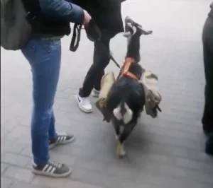 У святкаванні Дня перамогі задзейнічаюць жывёлін. Удзельнічае і каза з Гродзенскага заапарка У святкаванні Дня перамогі задзейнічаюць жывёлін. Удзельнічае і каза з Гродзенскага заапарка