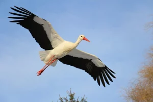 Беларус выратаваў бусляня і выклікаў хвалю спрэчак. Ці можна вяртаць птушанят у гняздо? Беларус выратаваў бусляня і выклікаў хвалю спрэчак. Ці можна вяртаць птушанят у гняздо?