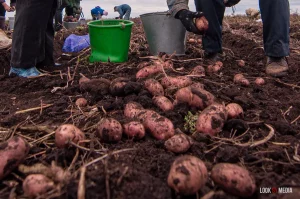 Мясакамбінатам Гродзеншчыны дазволілі пастаўляць мяса ў Кітай бульба картошка гародніна рынак сельская гаспадарка калгасы фермы