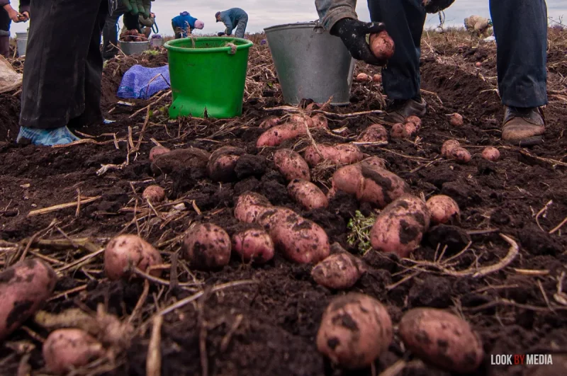 бульба картошка гародніна рынак сельская гаспадарка калгасы фермы