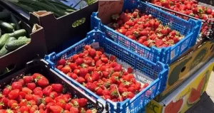 Узбекская чарэшня і беларускія трускаўкі на Цэнтральным рынку: колькі каштуюць і дзе смачнейшыя? Клубніцы на гродзенскім рынку. Крыніца: instagram shmakova_marketing