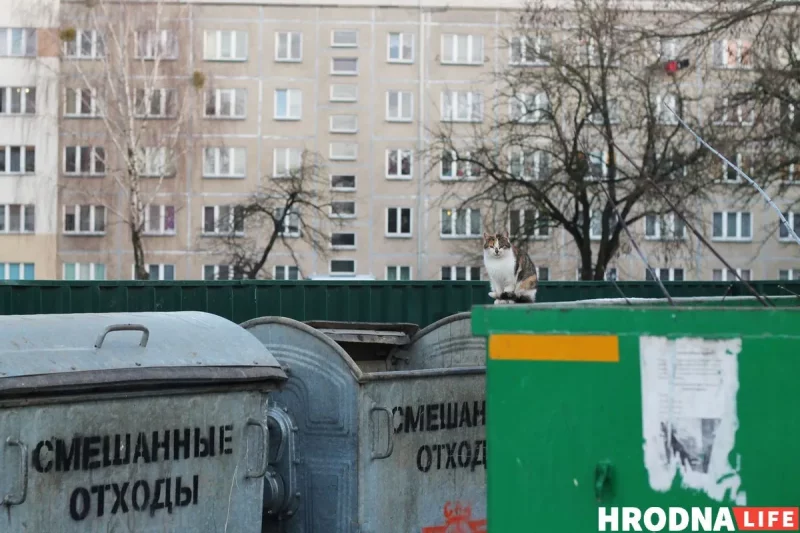 У Слоніме пабудуюць пункт часовага ўтрымання жывёл Бяздомны кот у Гродне. Фота: Hrodna.life