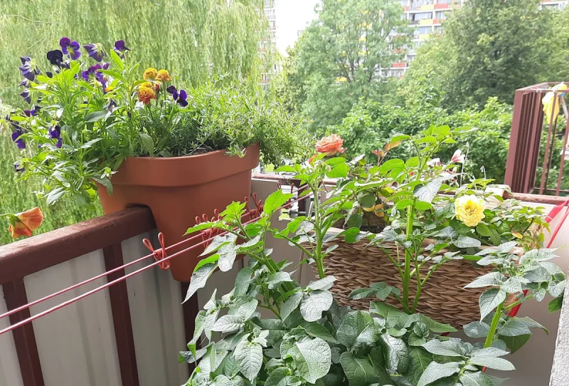 Агарод на балконе Вольгі. Фота прадстаўленыя гераіняй